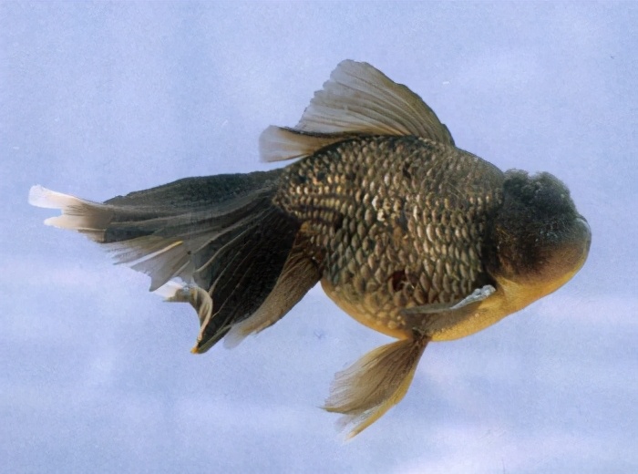 五鳍相逢:棕色高头翻鳃:紫高头球:玉印头球:花高头球:红文鱼球:红虎头