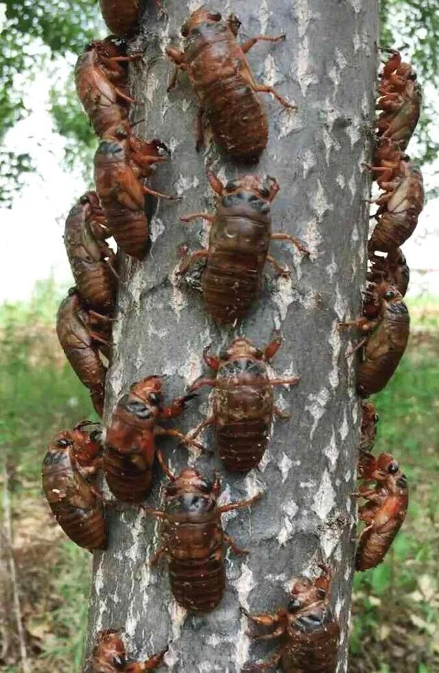 滿樹都是知了猴兒