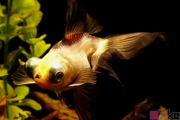 Sbike动植物百科：十大最著名的金鱼品系，最悠久的观赏鱼