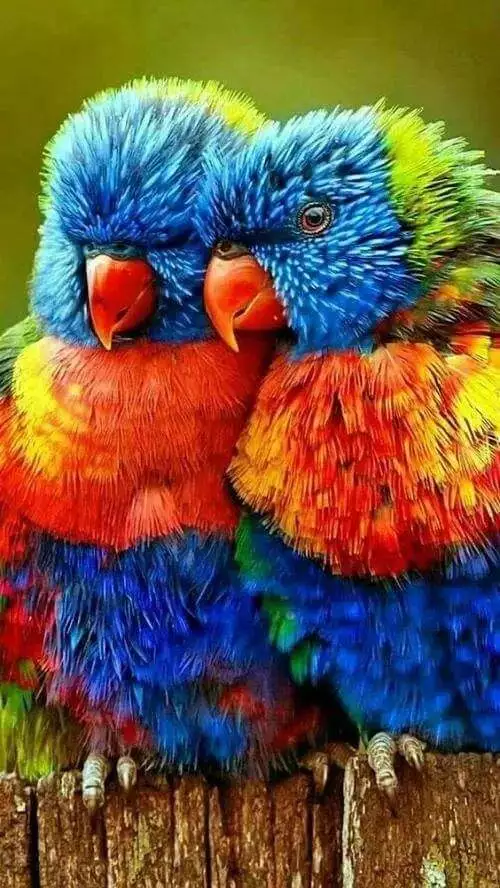 百年难得一见的奇鸟，大开眼界！