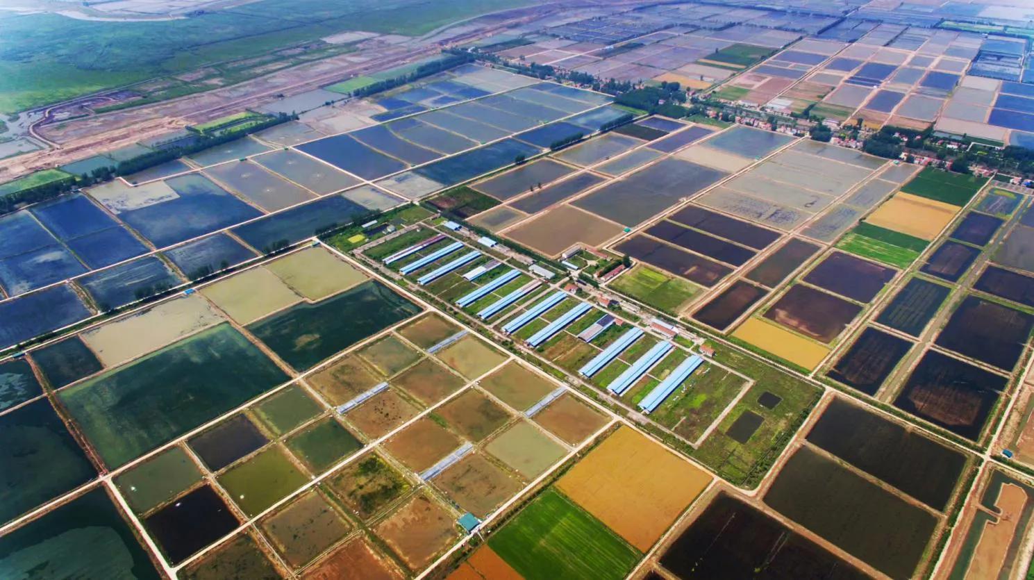 武汉知音故里（蔡甸)着力打造生态水产品金字招牌“品原生”