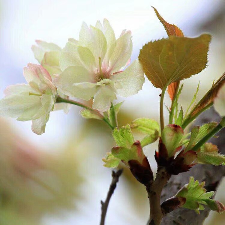 You had seen precious is rare cherry of rare the root-tuber of aromatic turmeric