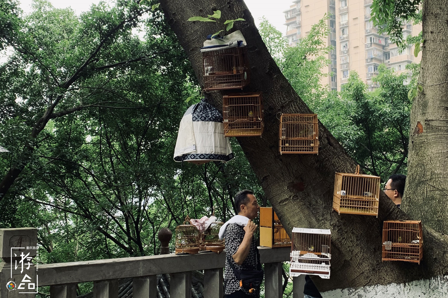 重庆最特别的花鸟集市，距离解放碑不到500米，每周仅开放一天