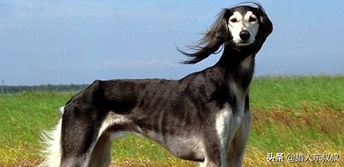 世界十大最名贵狗狗，有你喜欢的吗？