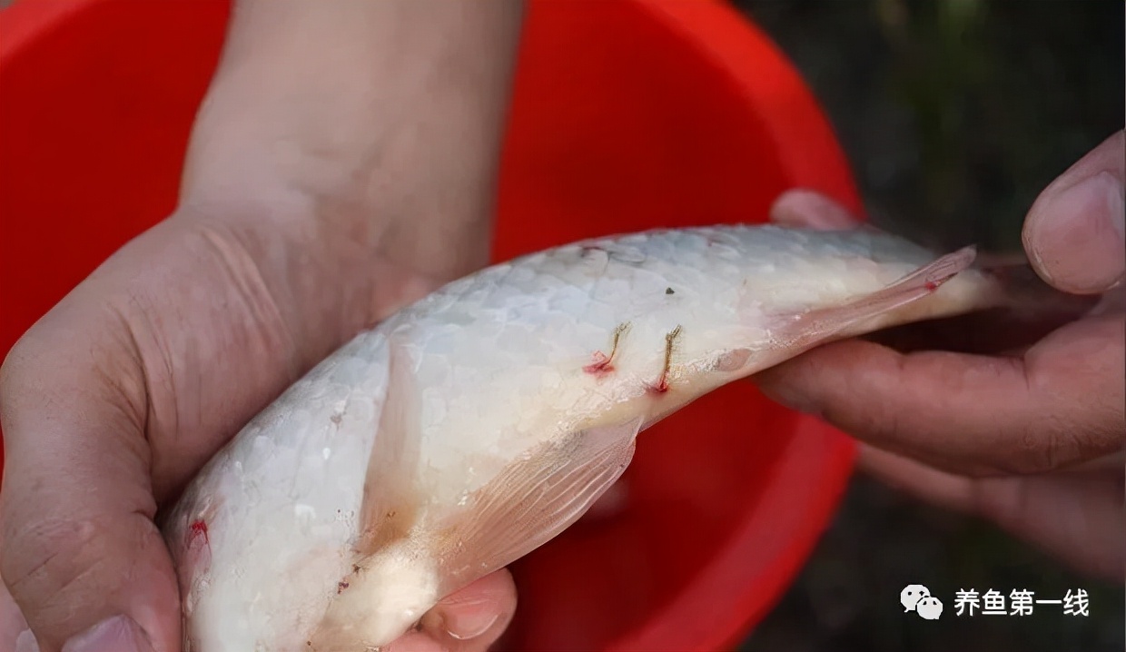 鱼身上有红斑或者虫体——这就是最顽固最难对付的鱼类锚头蚤病