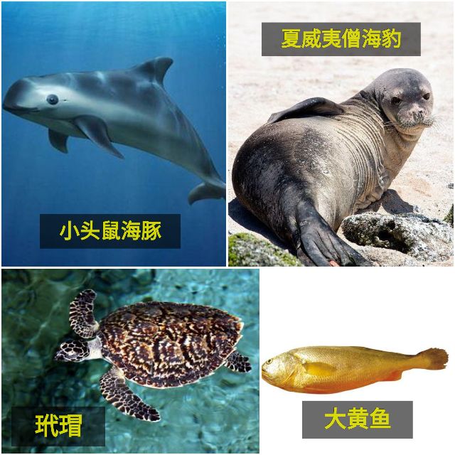 人類是如何把海洋逼上絕路的？