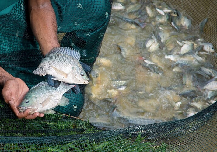 非洲鲫鱼侵入珠江口，3个月就能繁殖，本土鱼被逼入“绝境”？