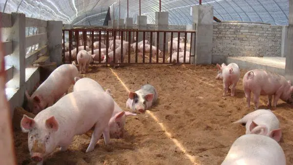 加州新出台“人道養豬”動物福利法案,豬肉價格要飛漲啦
