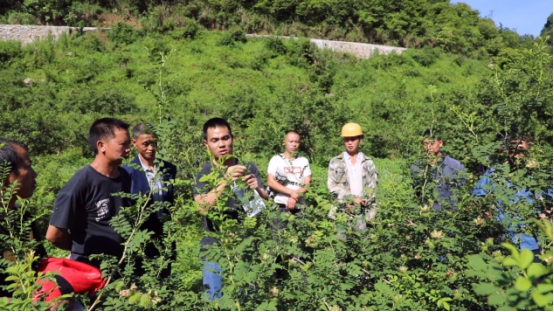 贵州长顺：“送技术”下乡 千亩刺梨管护忙