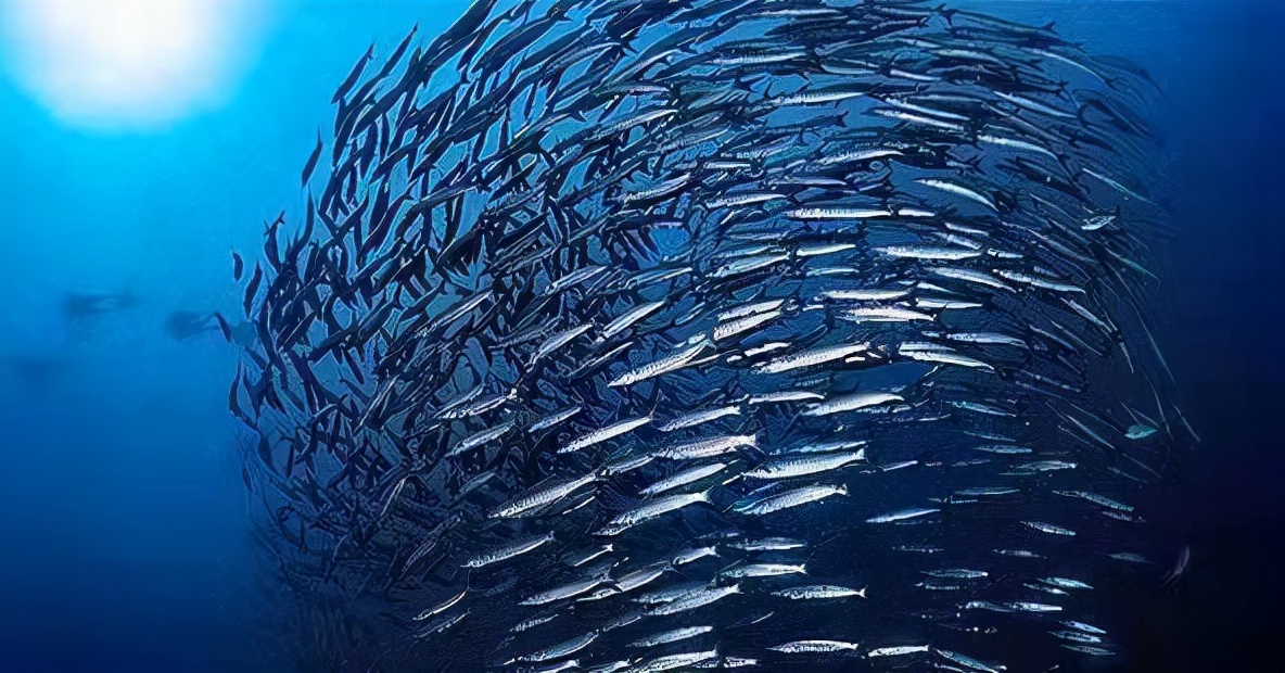海洋牧场：一个大有可为的新兴产业