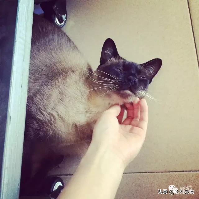為什么暹羅貓會越長越黑？