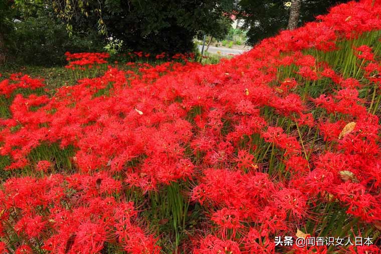 九月曼陀羅花開遍日本列島 從北到南火紅一片 一直開到十月 看新聞