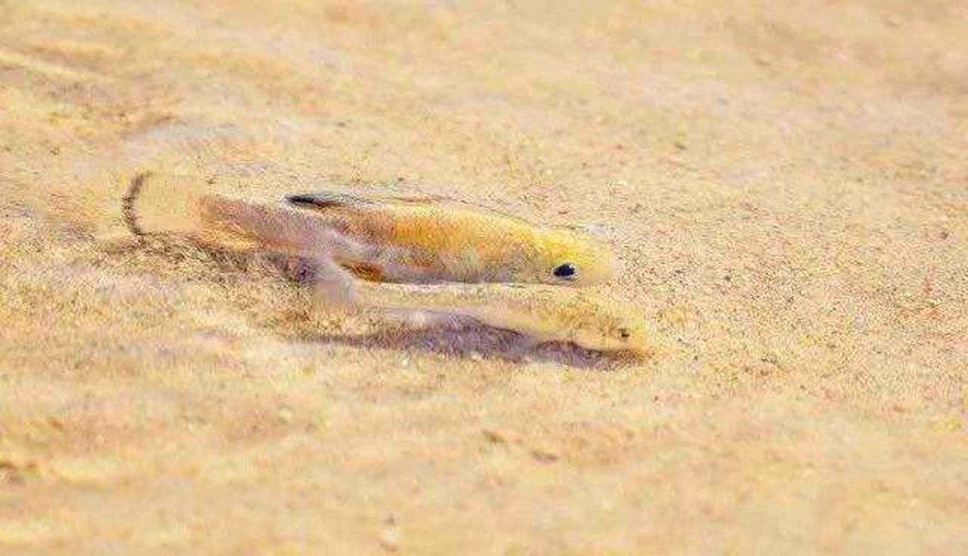 与世隔绝5万年，仅剩的38条沙漠鱼，为何不将它们转移出沙漠？