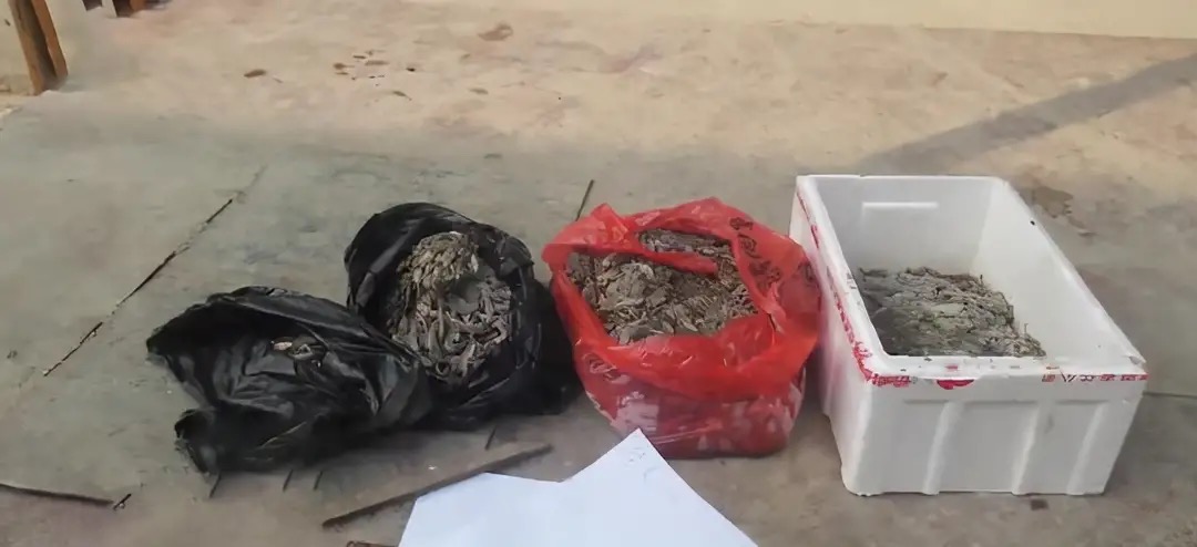 为母治病抓490只壁虎？河南两男子涉嫌犯罪被捕，壁虎不能乱抓
