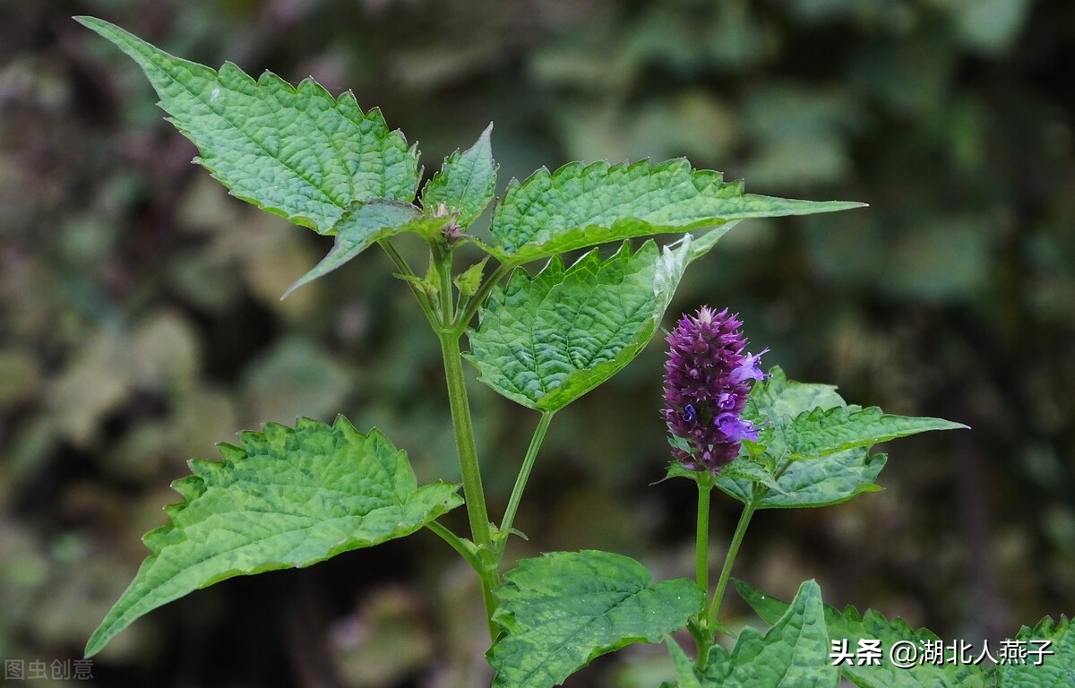 春天挖野菜,送你70種野菜圖片大全,教你認識不同的野菜和吃法