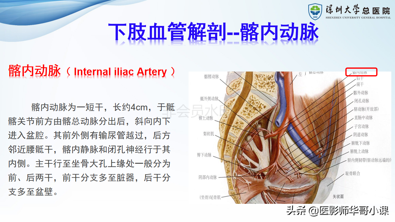 磁共振非增强双下肢血管MRA