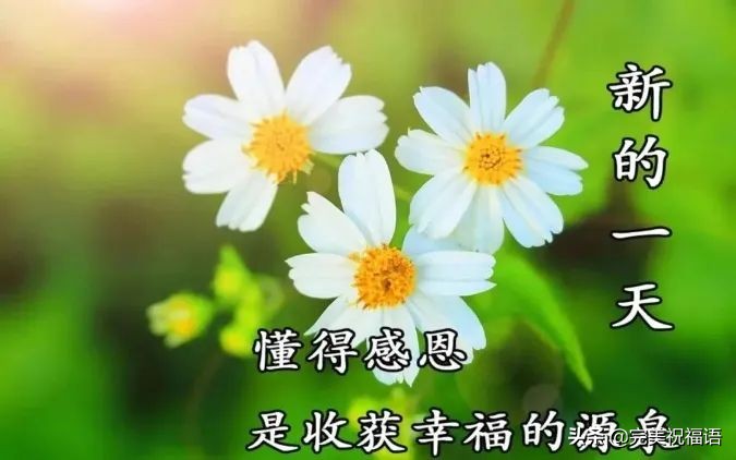 早上好唯美暖心问候语 早安祝福语漂亮图片图片