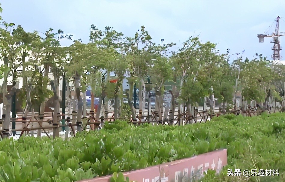 150�������ȴ�ֲ��������ɳ�����󵺼���ת�����������Ȼ��