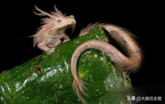 解读现代坠龙事件，真龙究竟是虚幻还是真有其事?