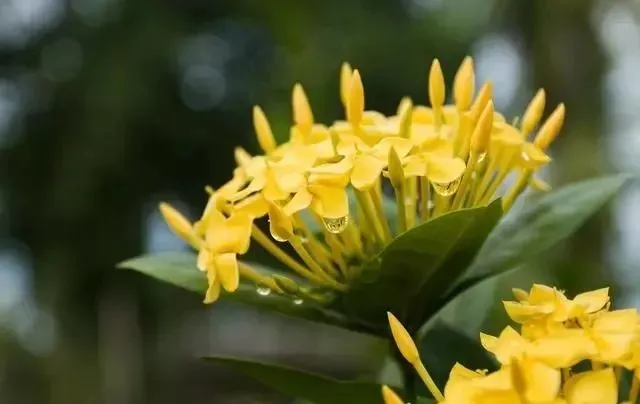 夏天在院子里种这10种花，花园想不好看都难了