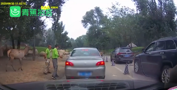 动物园|北京野生动物园游客疑喂动物口罩 被及时制止