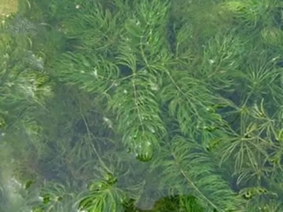 小龙虾植物性饲料水草的种类及栽培技术