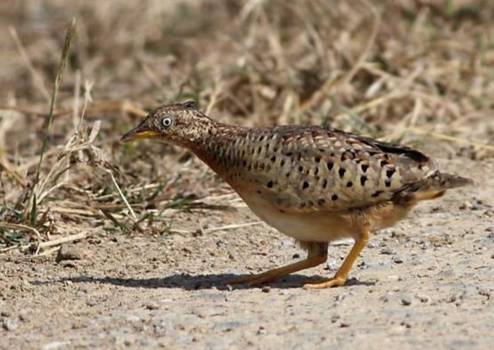 乡间的“老牛哞 ”，叫声如牛哞，被误认为是“