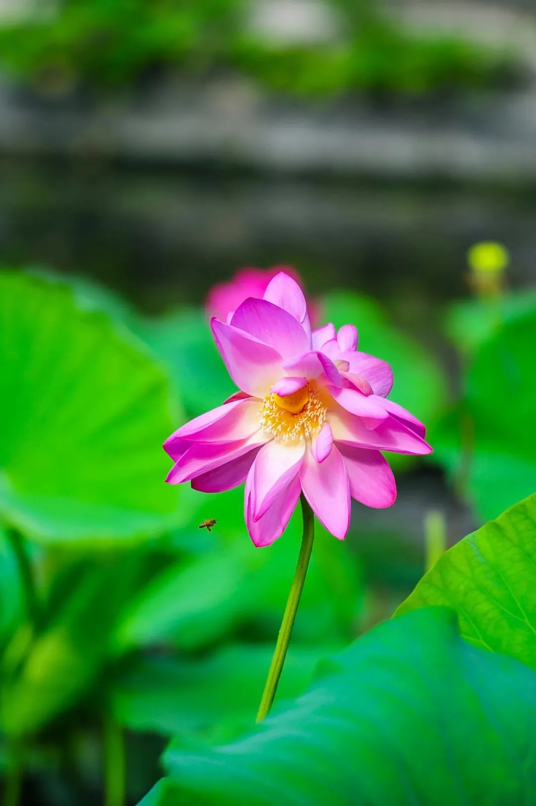 并蒂莲完美绽放!请收好这份来自济南大明湖的好运