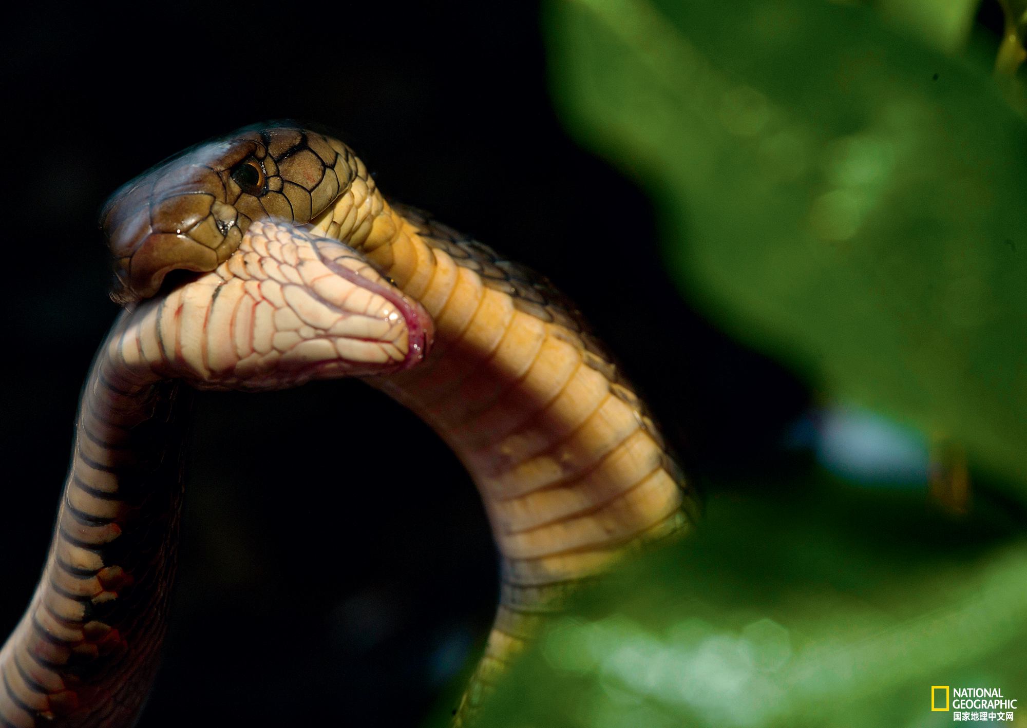 深入海南霸王岭,直面眼镜王蛇