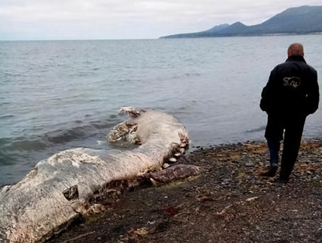 和蓝鲸体积相当的生物“北海巨妖”，或许真的存在？