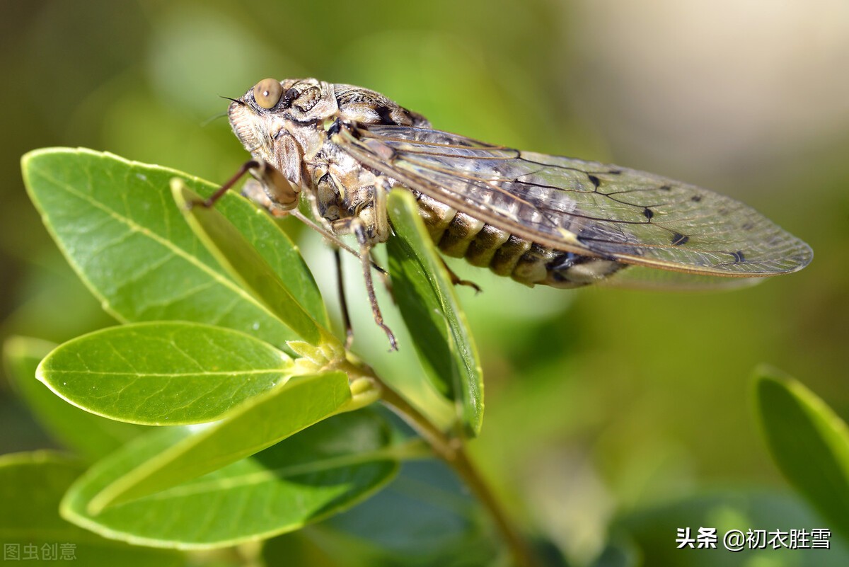 三伏天里三伏诗五首：毒暑弥三伏，六月三伏猛火燃-第5张图片-非凡网