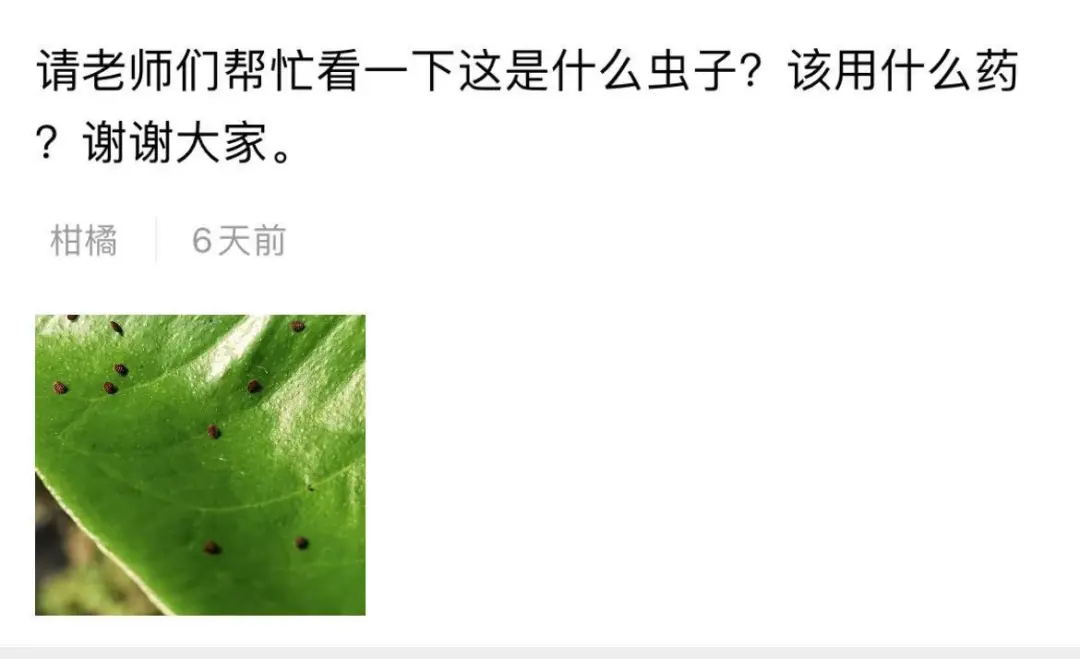 柑橘叶片上附着一些枣红色虫子？如何用药？