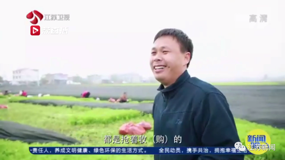 灌云“西瓜书记”第二次丰收，这次是芦蒿！小康路上，谁都不掉队