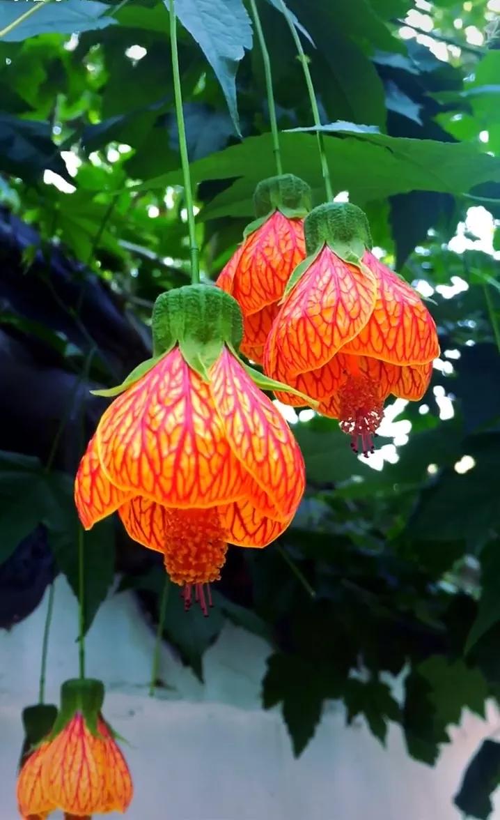 七言 初夏灯笼花 资讯咖