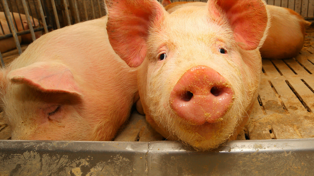 最新数据！暴雨对河南生猪产业影响到底有多大？