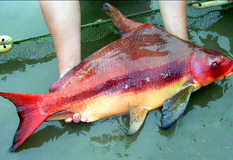 不知道并非借口，這十種常見的“十年魚”，一旦捕撈謹(jǐn)防牢底坐穿