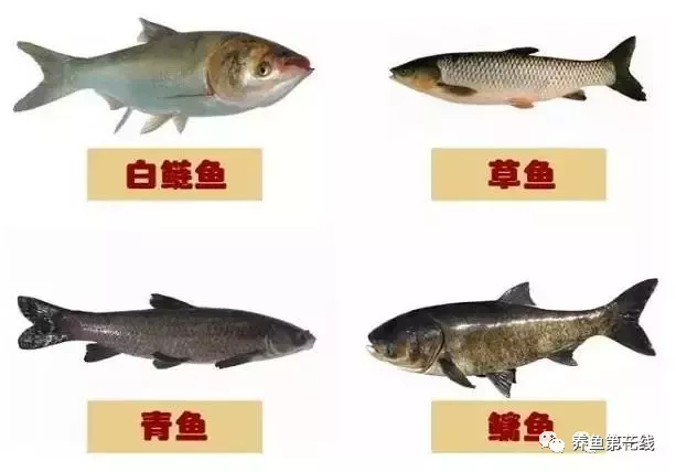 中国池塘养鱼的特色和核心：鱼类混养的理论原理和实操技术