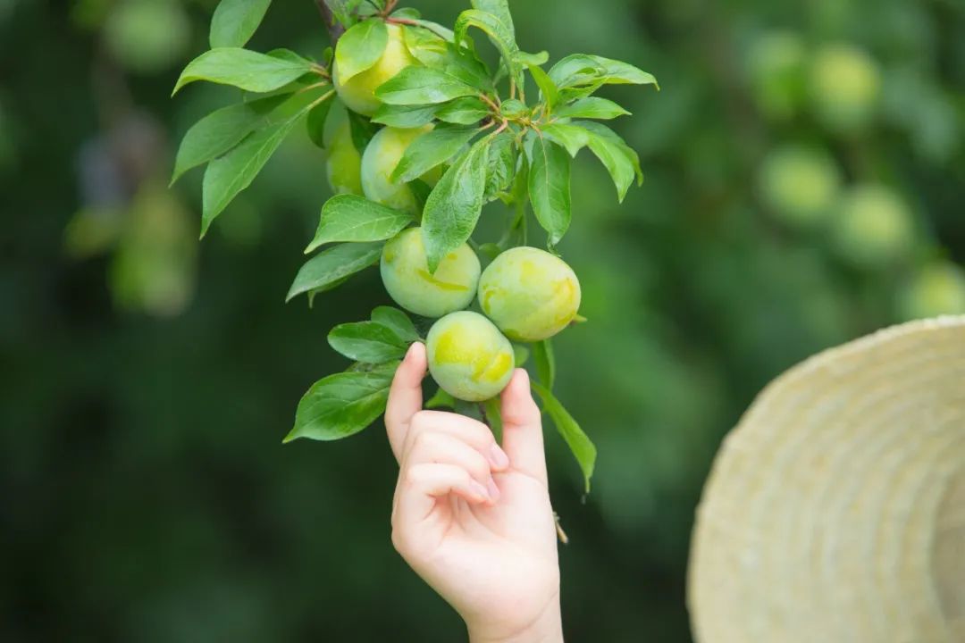 夏天最美的九个瞬间：风，满座凉；莲，入梦香-第7张图片-诗句网