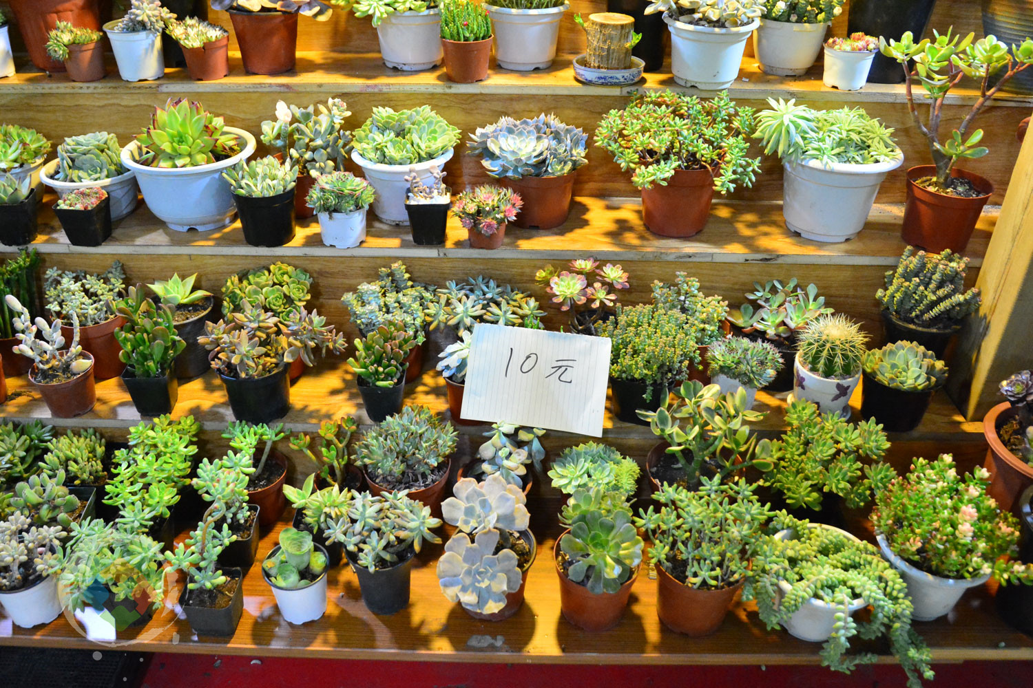 重庆杨家坪花鸟城避坑指南：鲜切花绝不能买，小型动植物品相最好