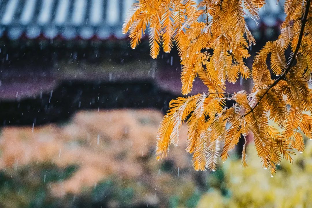 10首最美秋雨诗词，清秋有梦，雨落成诗，哪一首是你的心情？-第10张图片-诗句网