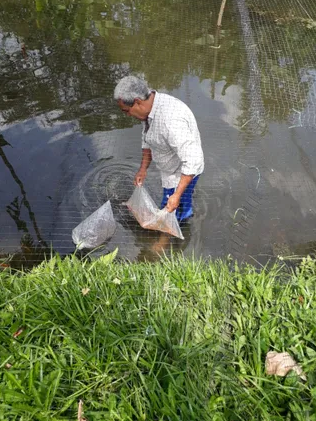 “毒国”哥伦比亚靠养殖罗非鱼，对抗毒品和贫困