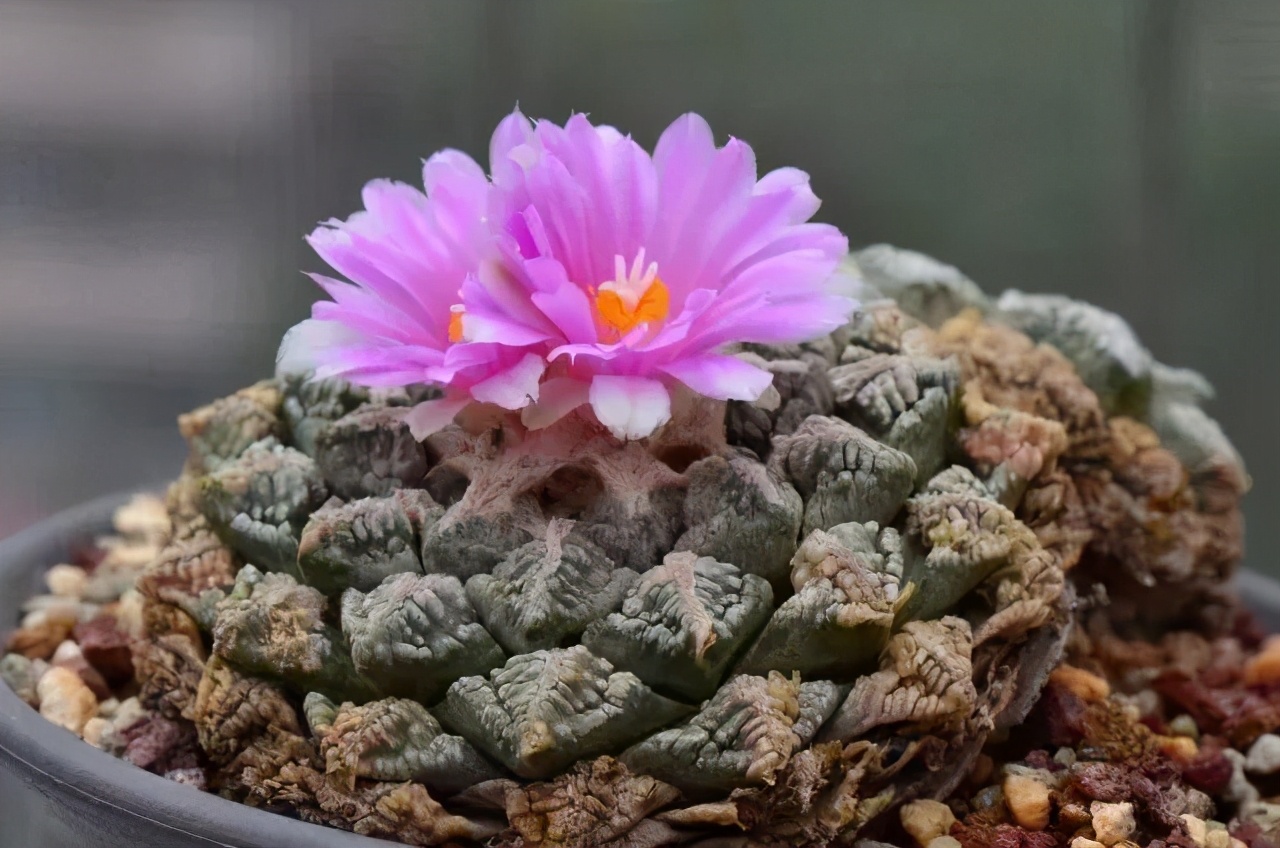 园艺科普龟甲牡丹livingrocks活着的石头