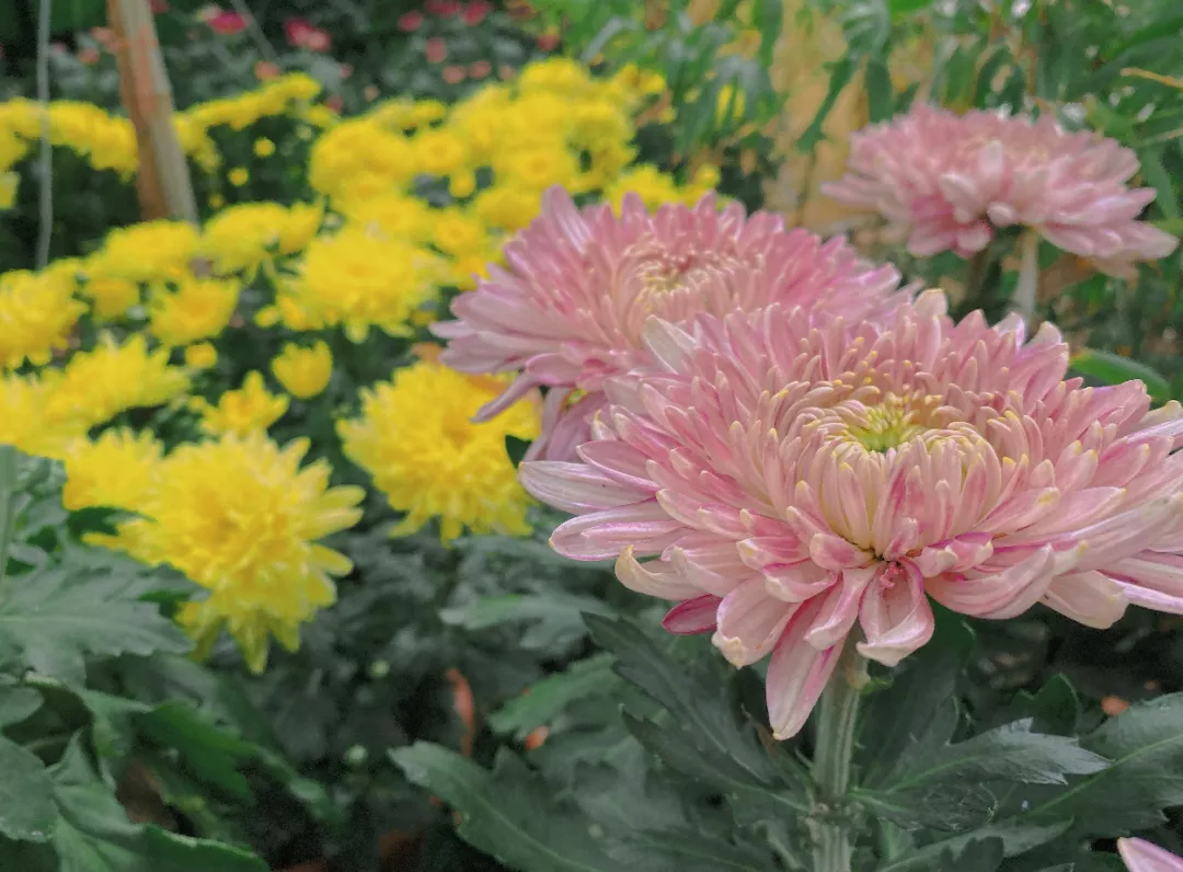 中国开封第38届菊花文化节开幕