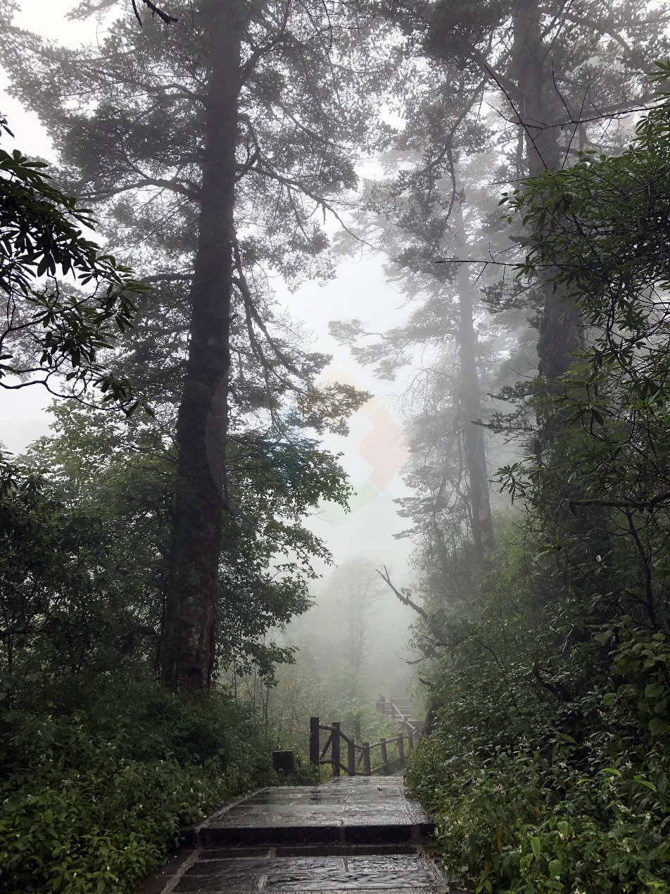 峨眉山旅行日记：徒步攀登太困难，半路还会被猴子“打劫”