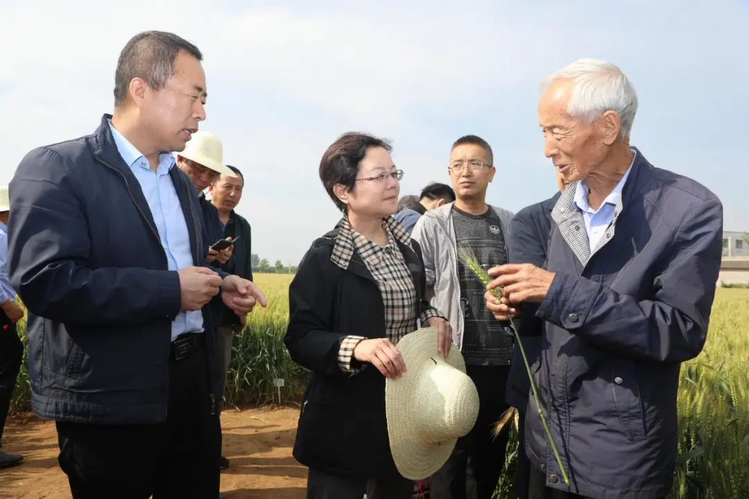 著名小麥育種家趙瑜小麥新品種接受“檢閱”