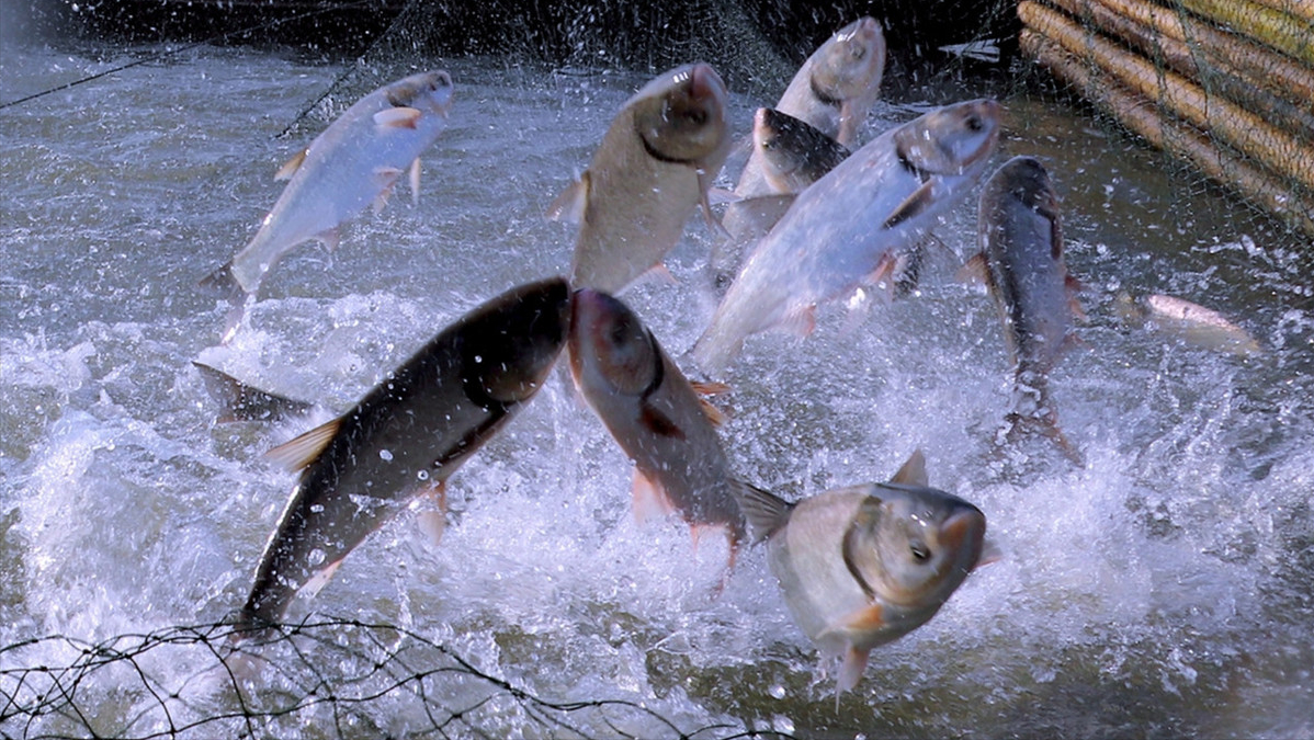 鱼在水面跳跃的可能原因分析,不慌乱要从容,要分门别类的应对