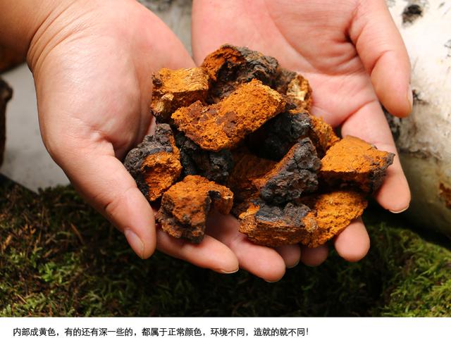 听说过白桦茸的人，一年省下半年的药钱