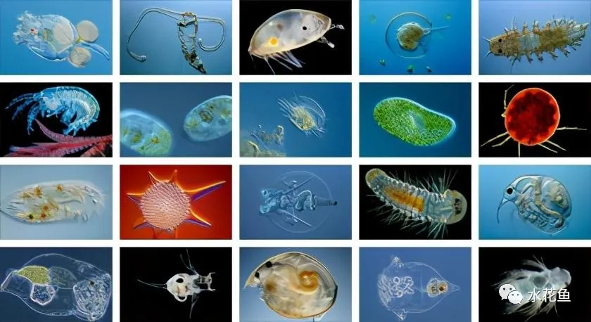 浮游动物与水产养殖：不能多也不能少，保障水生态系统的生物平衡