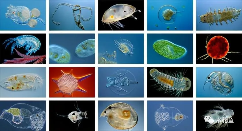 浮游动物与水产养殖:不能多也不能少,保障水生态系统的生物平衡
