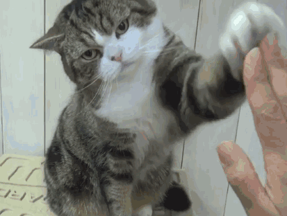 25張貓咪搞笑圖片：那些不想養貓的人，你們是還不知道貓有多可愛